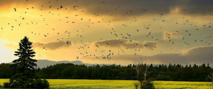 Campagna alberi nuvole al tramonto stormo di uccelli