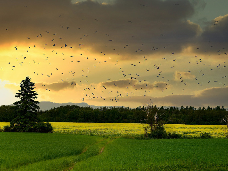 Campagna alberi nuvole al tramonto stormo di uccelli