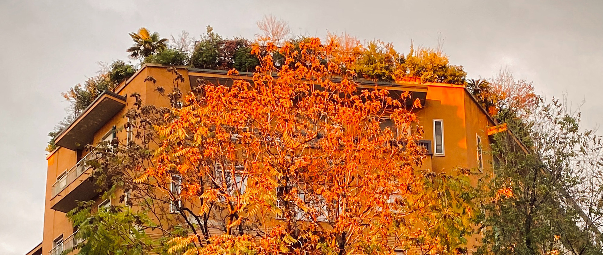 Fianco di una casa con albero fogliage autunnale 01 Il Collegio è sempre più social