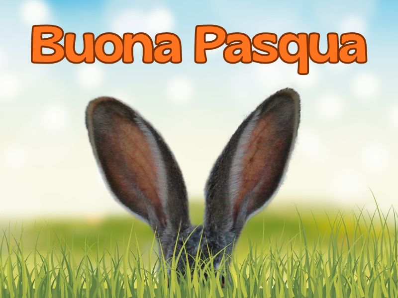 ORECCHIE DI CONIGLIO