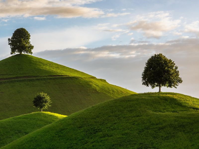 COLLINE E ALBERI